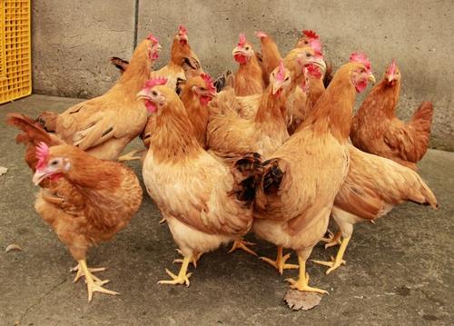 简述蛋鸡的啄肛和脱肛，什么原因？如何处理呢？