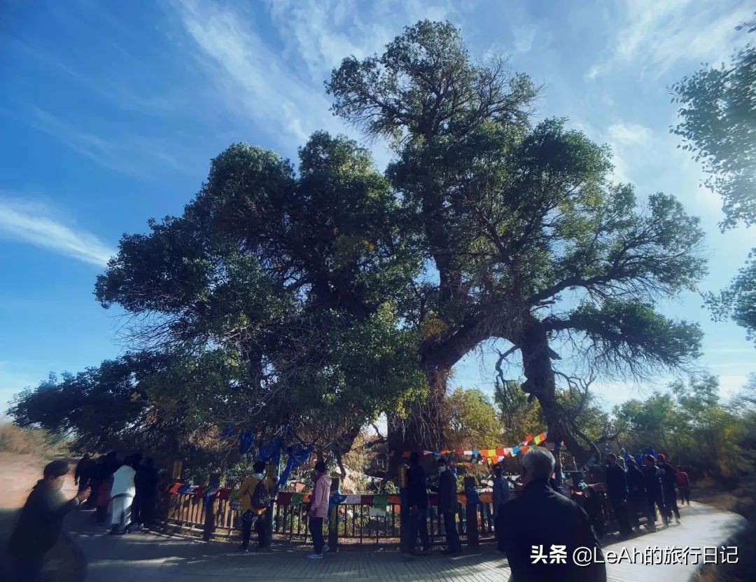 额济纳胡杨林中国最美秋色,中国最美秋色额济纳胡杨林