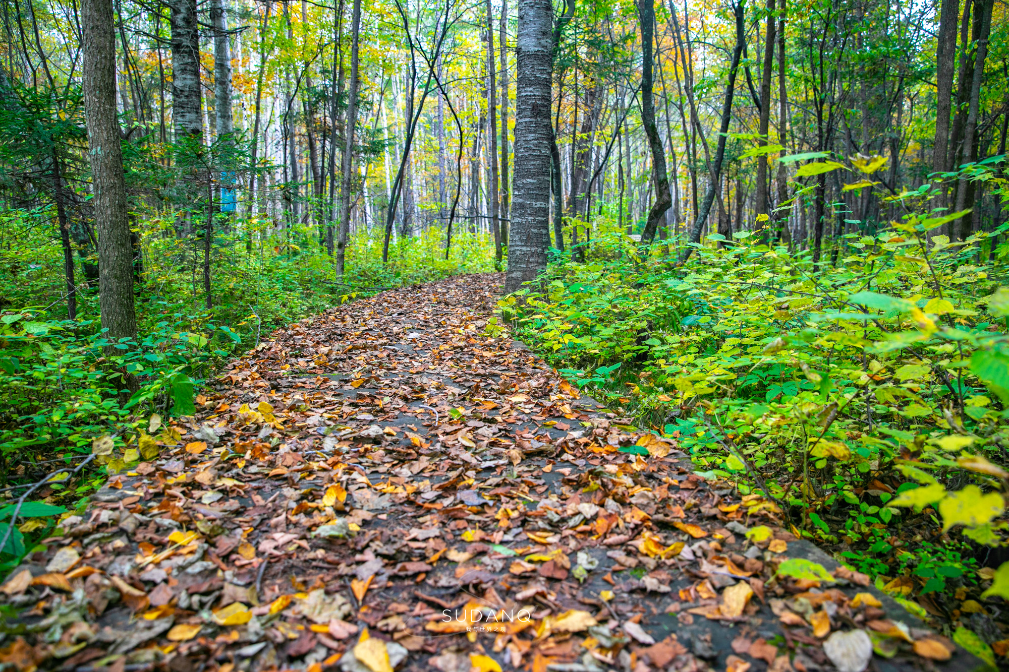长白山百年野生人参为什么贵,长白山人参最好在哪里
