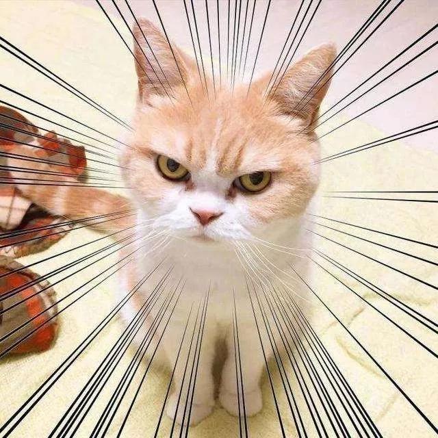 用舌头舔猫会怎样,舔猫头一口会有什么反应