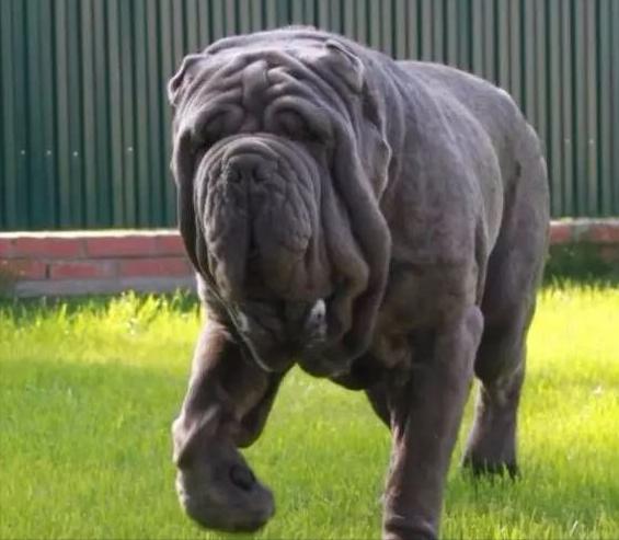 世界上六种猛犬排行榜,世界猛犬的前十名