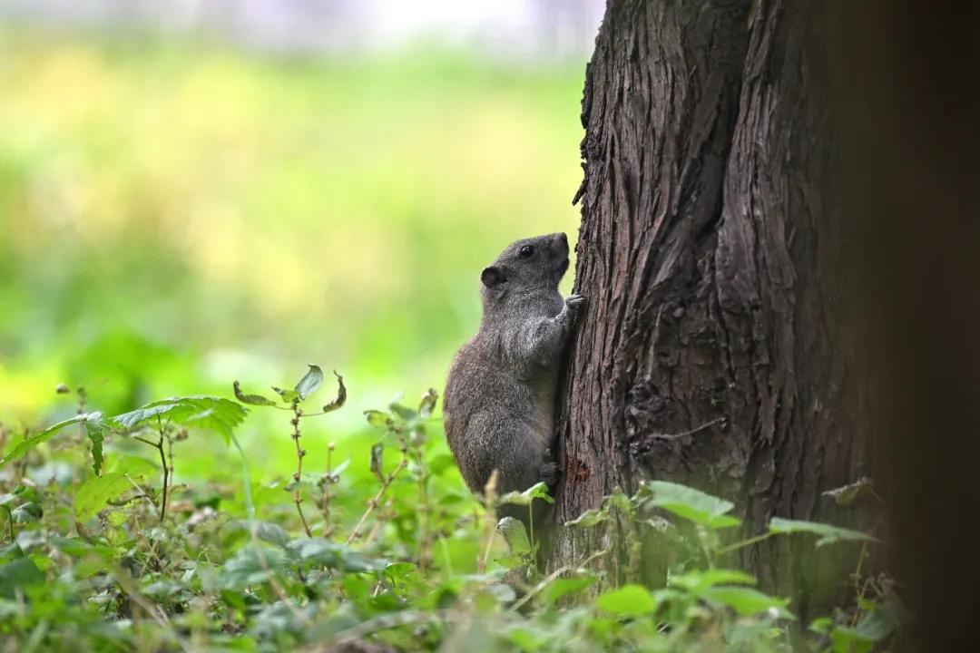 尼康z9旗舰相机详细评测,尼康z9机身的无损变焦功能