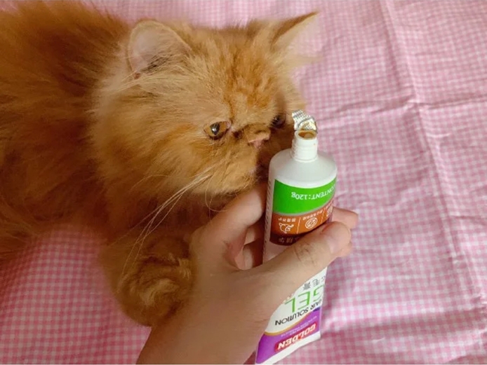 猫咪每天舔主人手指,猫咪给正在上厕所的猫咪舔毛