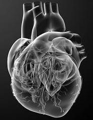 胎儿心室强光点是什么,胎儿心室内强光点是什么引起的