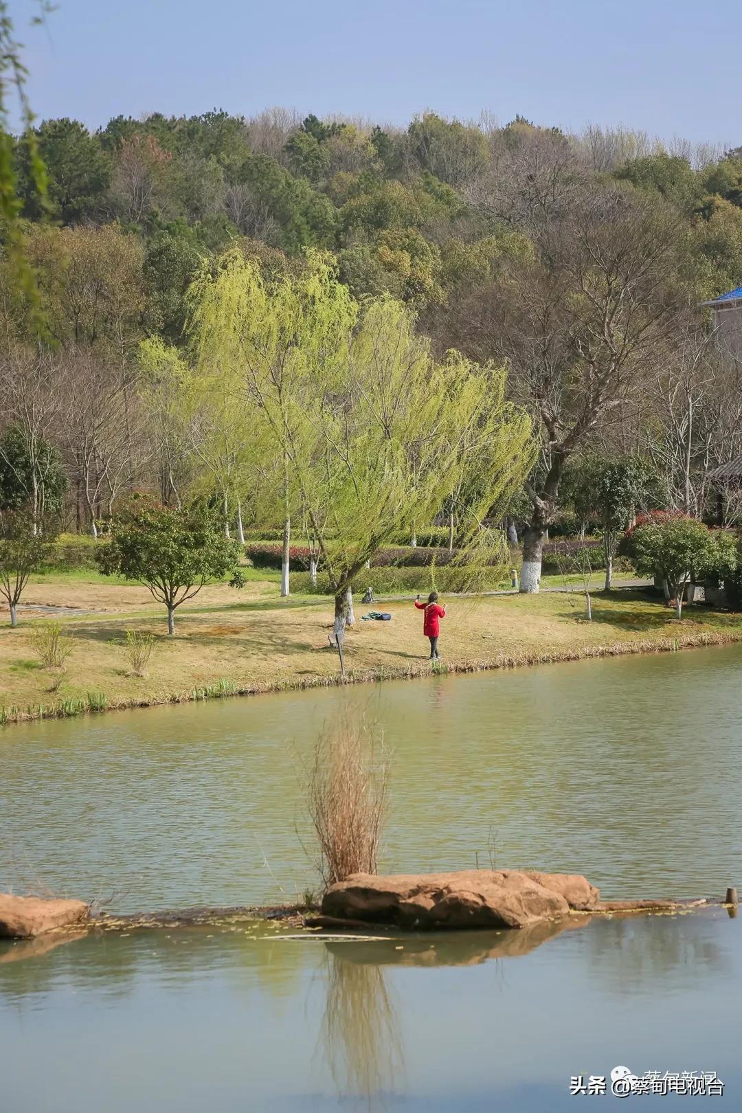 桃之夭夭！来武汉蔡甸世外桃源，许你万株桃花