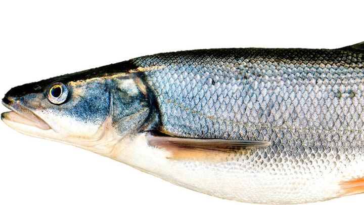 *哥涛**瞎唠：钓鱼致富痴人说梦？在这座城市有人靠钓鱼月入10万