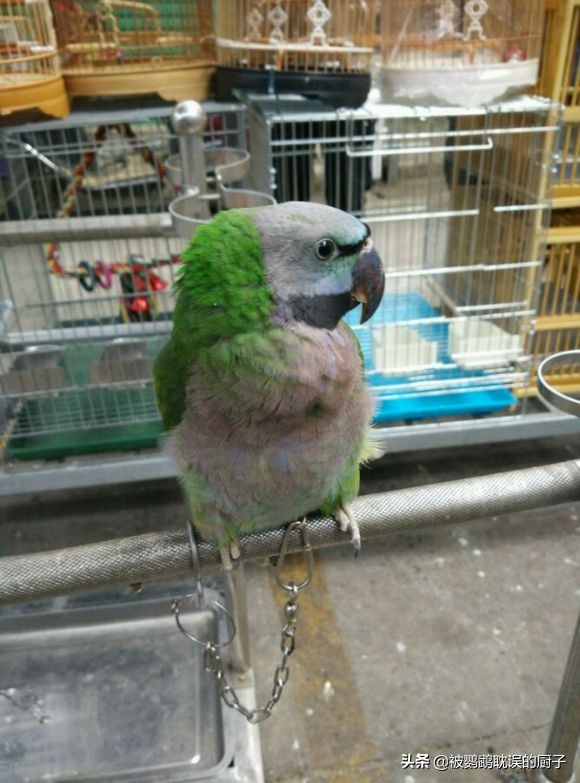 鹦鹉种类及价格表,鹦鹉种类及其价格