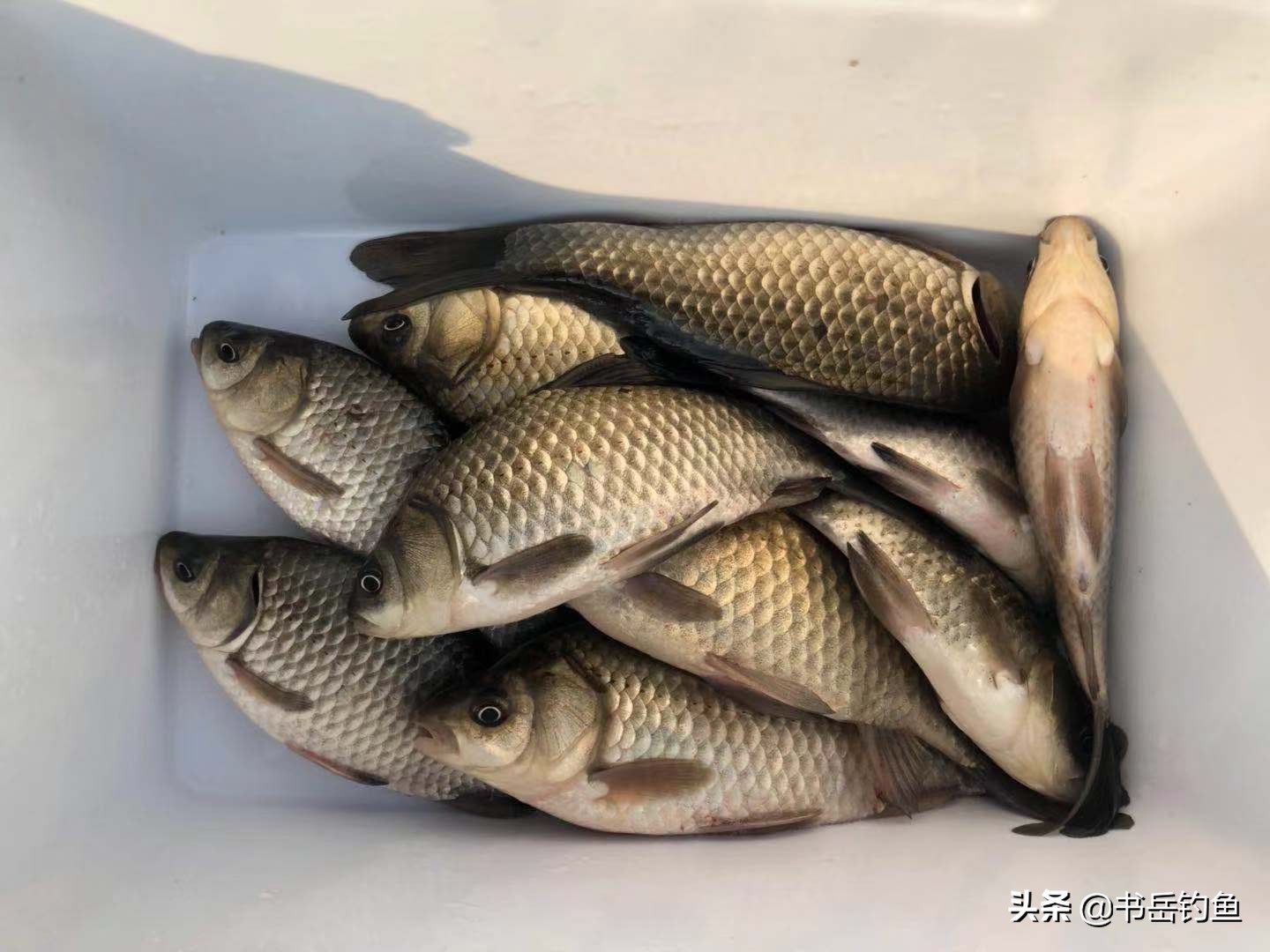 用丸九钓黑坑,野钓用丸九饵效果好吗