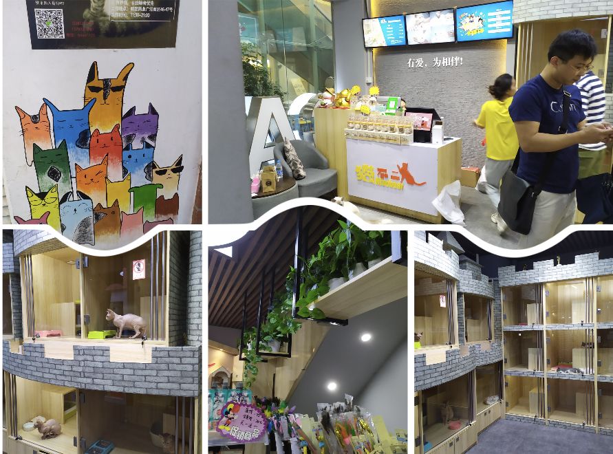 猫舍卖猫这行业为什么这么暴利,猫咪宠物店靠什么盈利