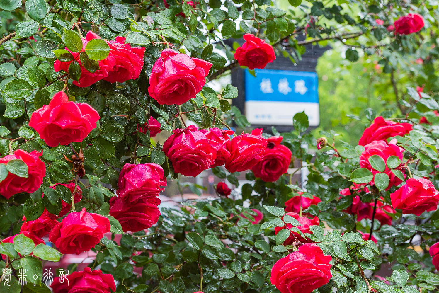 月季花中国特有品种,从中国运到欧洲的四种月季