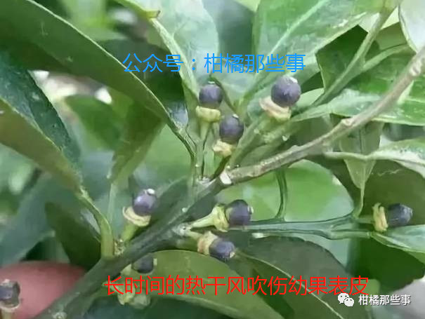 安徽柑橘保花保果的措施有哪些,丰收期柑橘促梢和保果必看