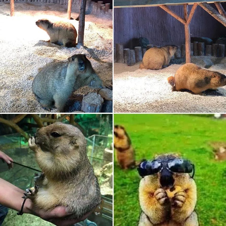 海花岛海洋乐园萌宠表演场,海花岛海洋乐园萌宠剧场