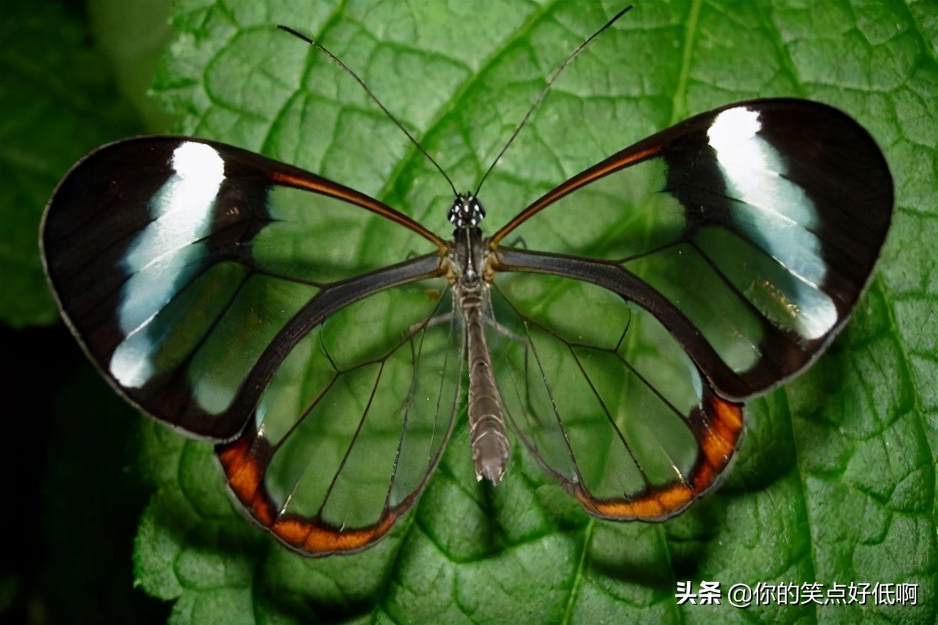 五种透明的动物,5种地球上罕见的动物