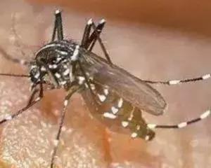 婴幼儿防蚊攻略,婴幼儿防蚊最有效的方法