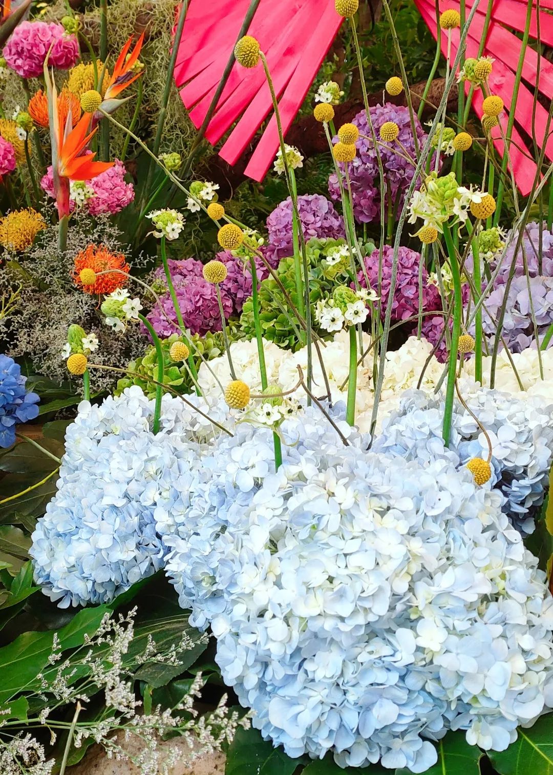 广州花海最新视频,广州花海大片蔚为壮观