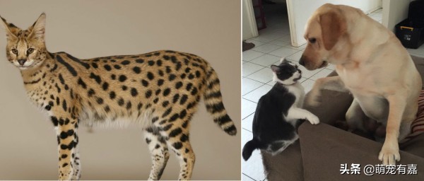 辟谣宠物,奇特可爱宠物