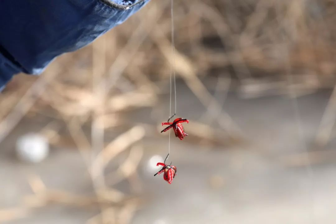 上州屋2019迎新春小西湖冰钓比赛圆满结束