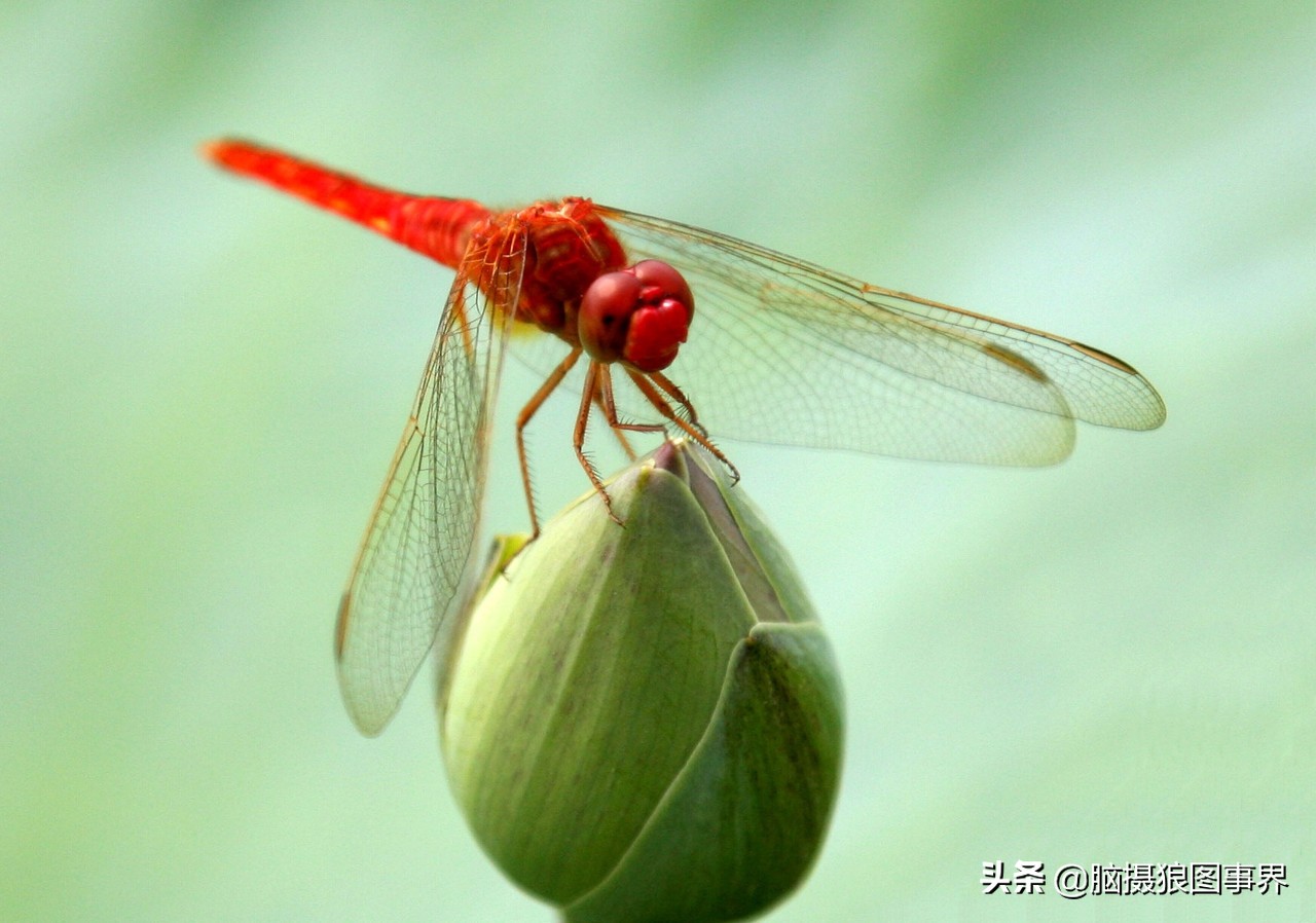 怎么拍出有意境的荷花,怎么拍荷花反差色