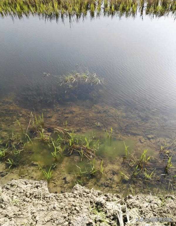 稻虾田肥水用什么肥料,虾田肥水最简单方法