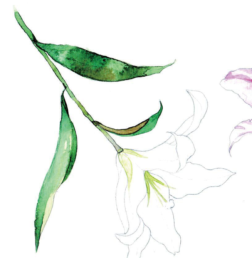 清爽又干净的水彩花卉手绘,学习水彩花卉画法步骤