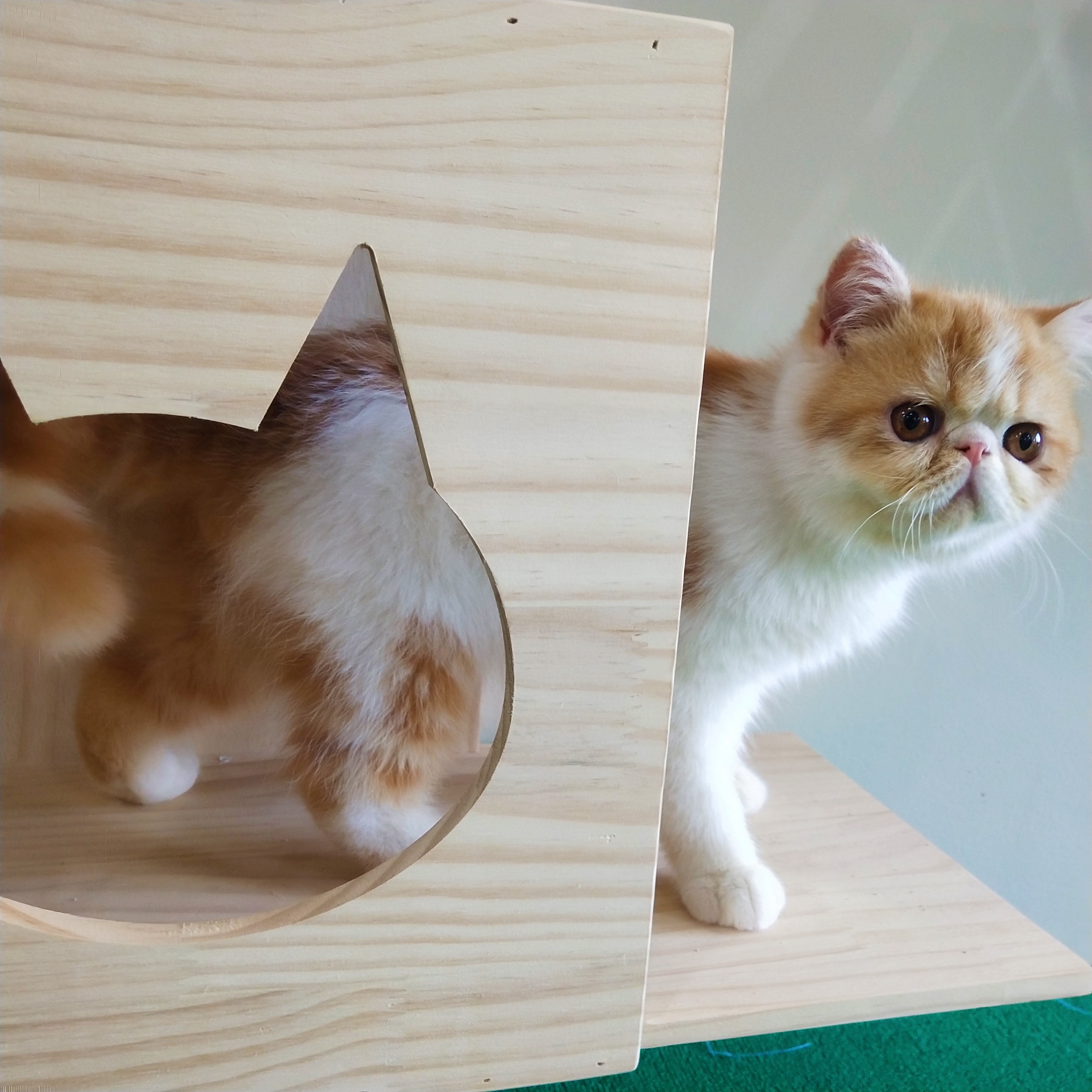 猫咪生病去哪里看,猫咪生病时看什么视频