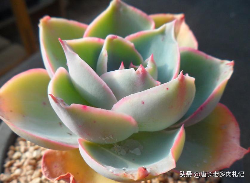 有一种神秘的多肉叫达芬奇密码，它的叶片卷卷的，出状态则仙仙的