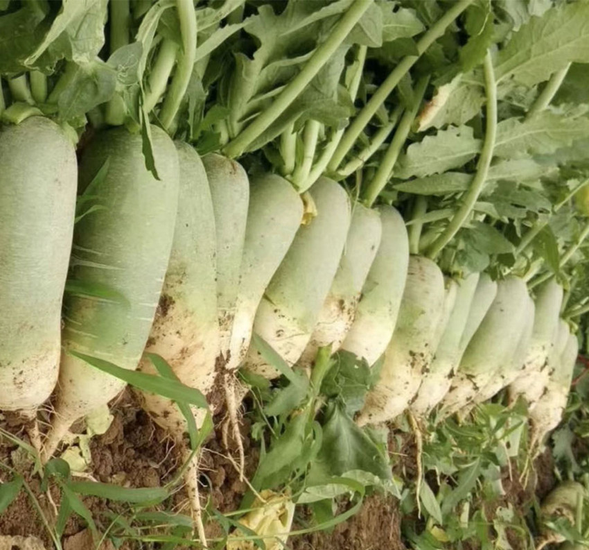 农村种植作物怎么赚钱,农村种植什么赚钱不愁销路大全