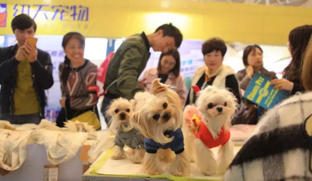 2019年第161届中国宠物文化节,2018年宠物文化节