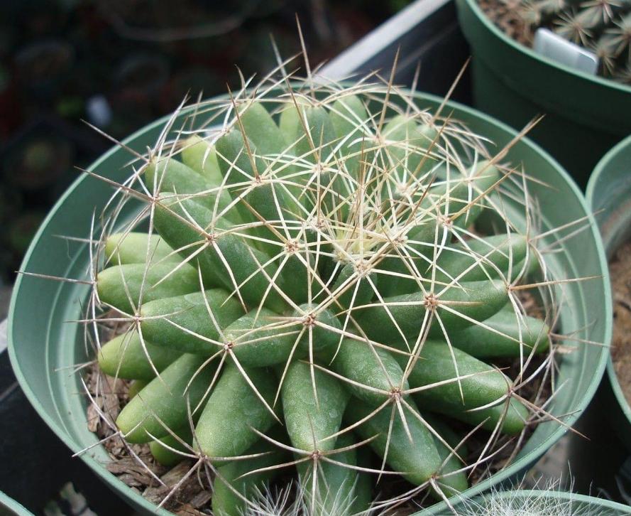 仙人掌要怎么养才能结果,仙人掌怎样才长叶子