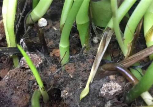 干枯栀子花换盆正确方法,栀子花老叶片怎么处理