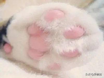 猫咪的日常护理知识,猫咪的日常生活