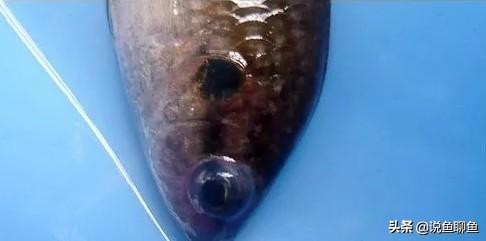 锚头蚤寄生虫怎样治疗,中国斗鱼寄生虫图片
