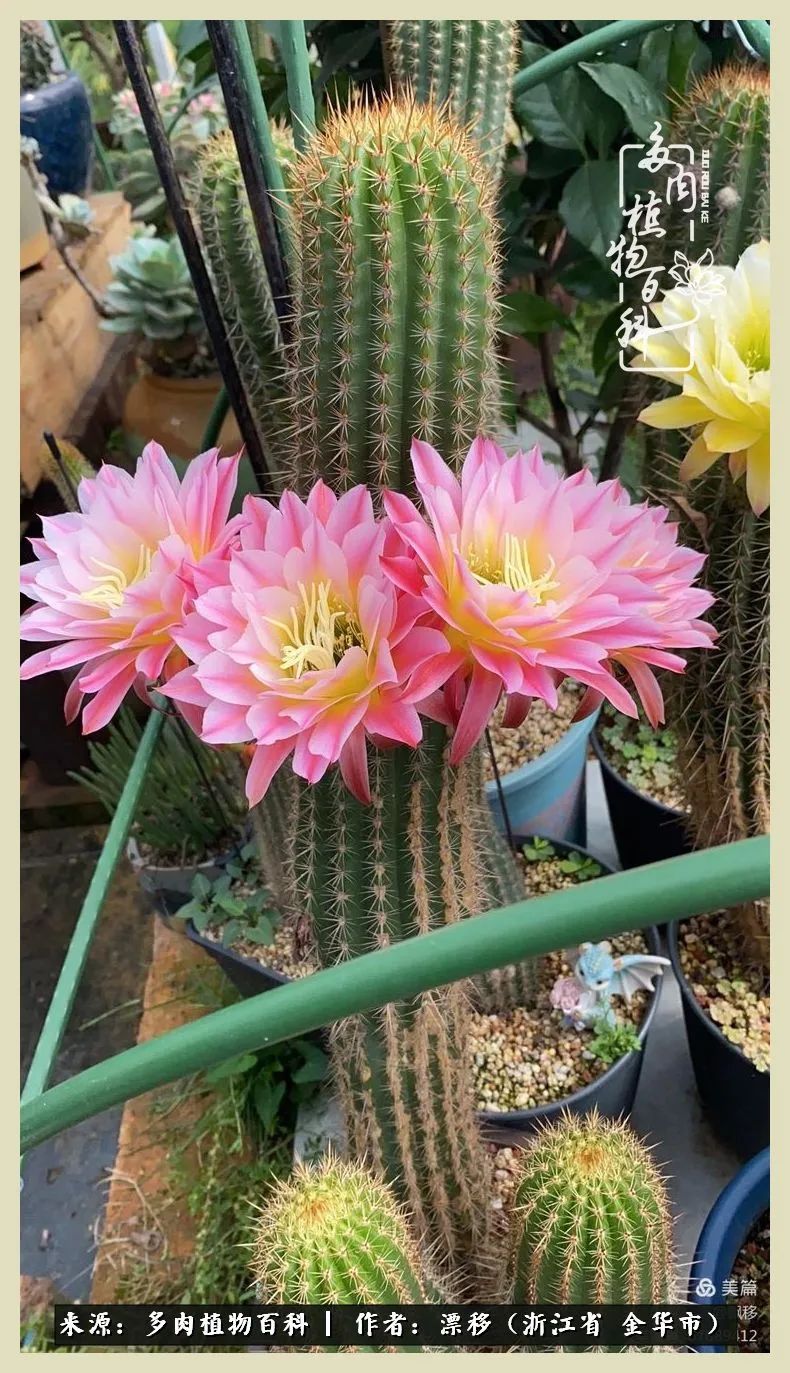 仙人球开花并散发着香味,仙人球花盛开吐露芬芳