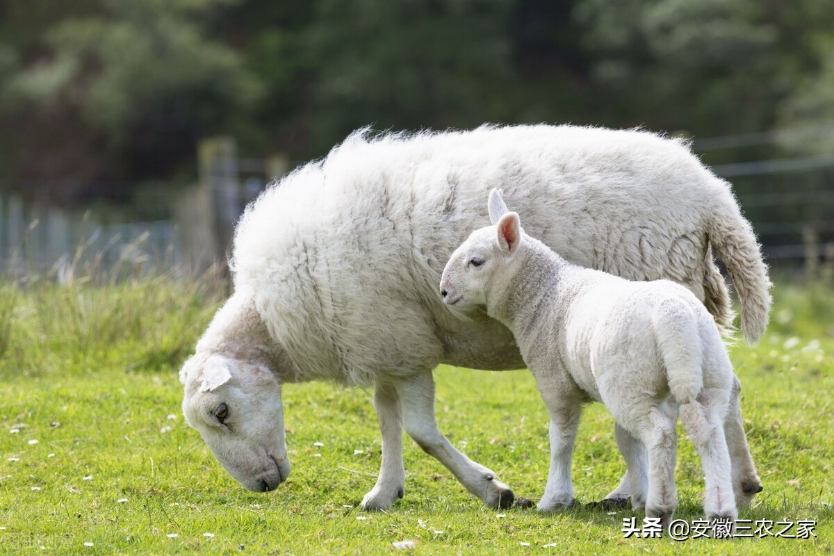 母羊受孕有什么特点,母羊的生殖特点与过程