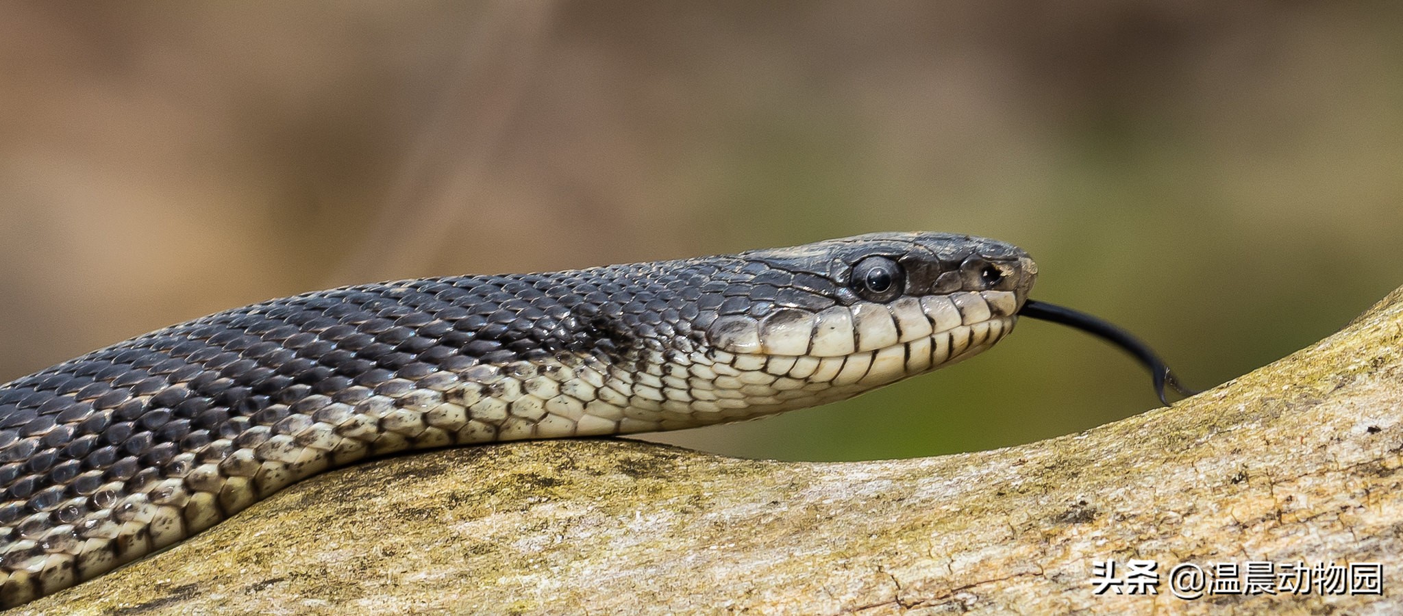 宠物蛇出现拒食现象有这五个原因，严重程度可大可小，但不能忽略