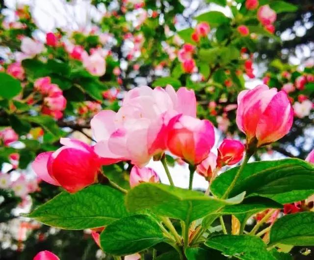 山师附中,山师附中历下区