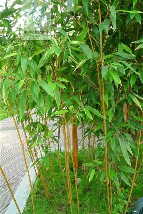 竹子开花，百年难遇的奇闻怪事，生命的最后绽放