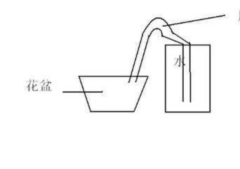 过年回老家的花草不能浇水怎么办,过年不能浇花草怎么办