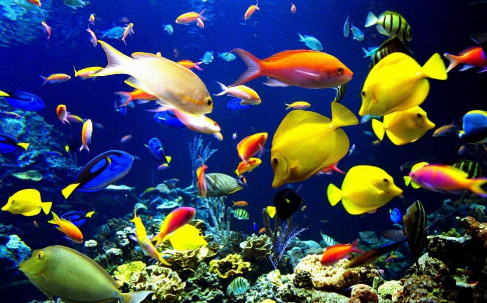 8千米深海,8千米深海野生鱼