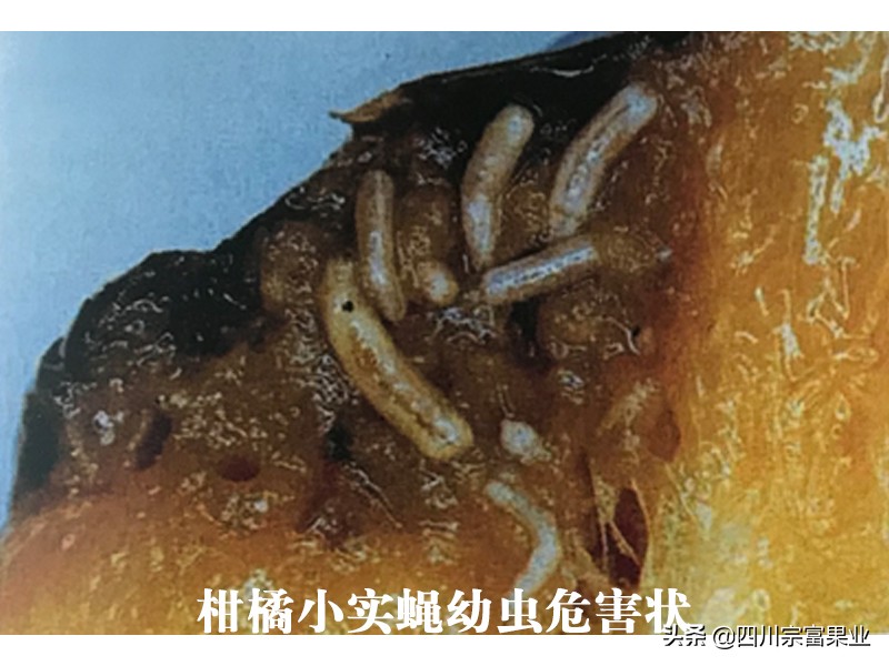 柑橘小实蝇,柑橘小实蝇雄虫与雌虫的区别