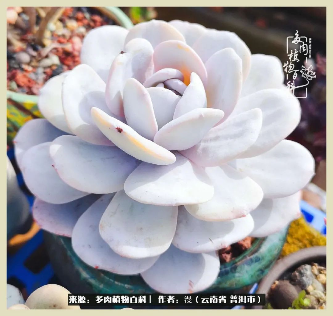 深情不及久伴,厚爱无需多言,择一“爱”,护一生