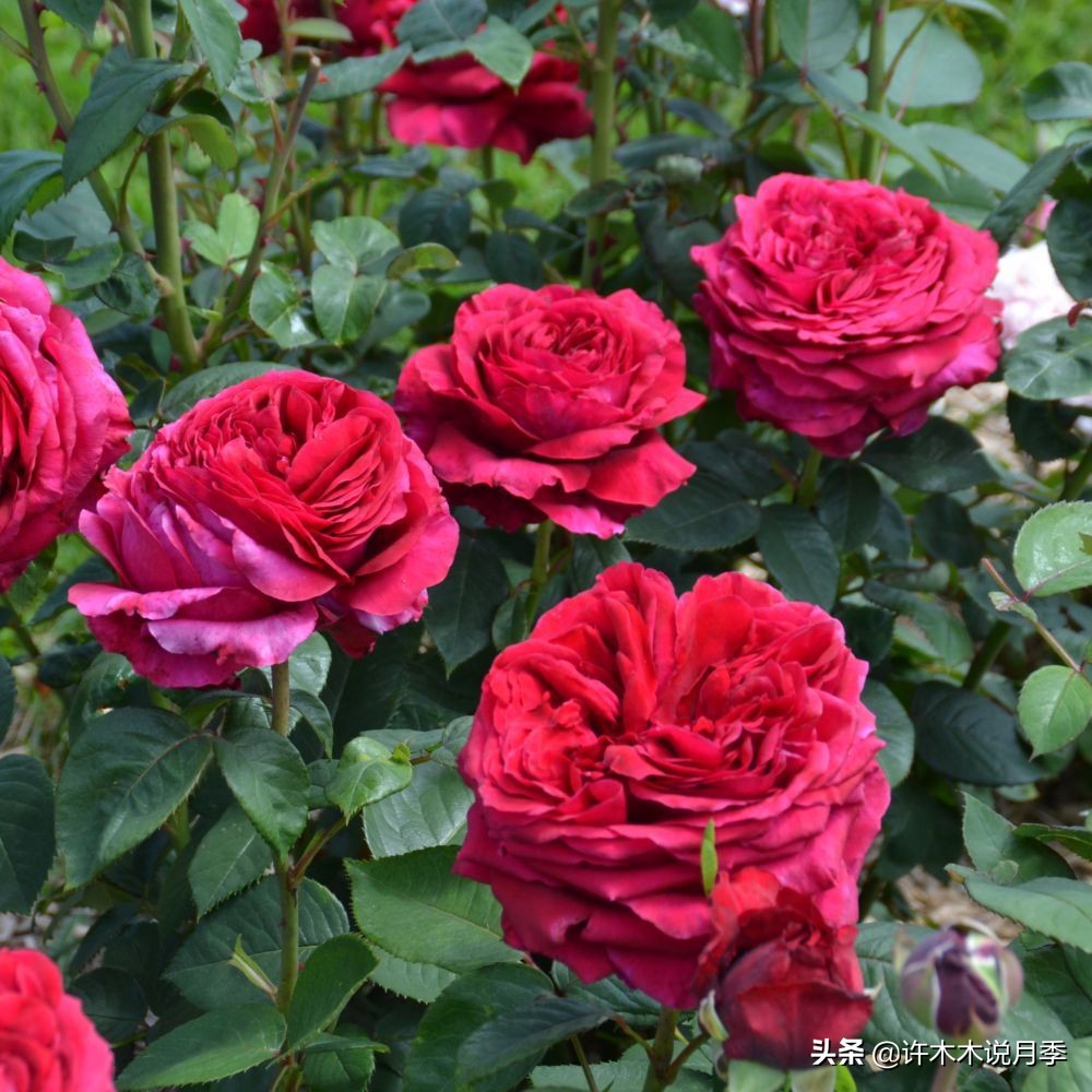 比较香又好养的月季 (颜值高又好养的月季适合阳台党的)