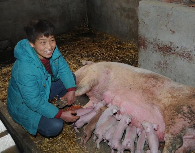 母猪产弱仔较多是什么原因,母猪推迟分娩的原因及处理措施
