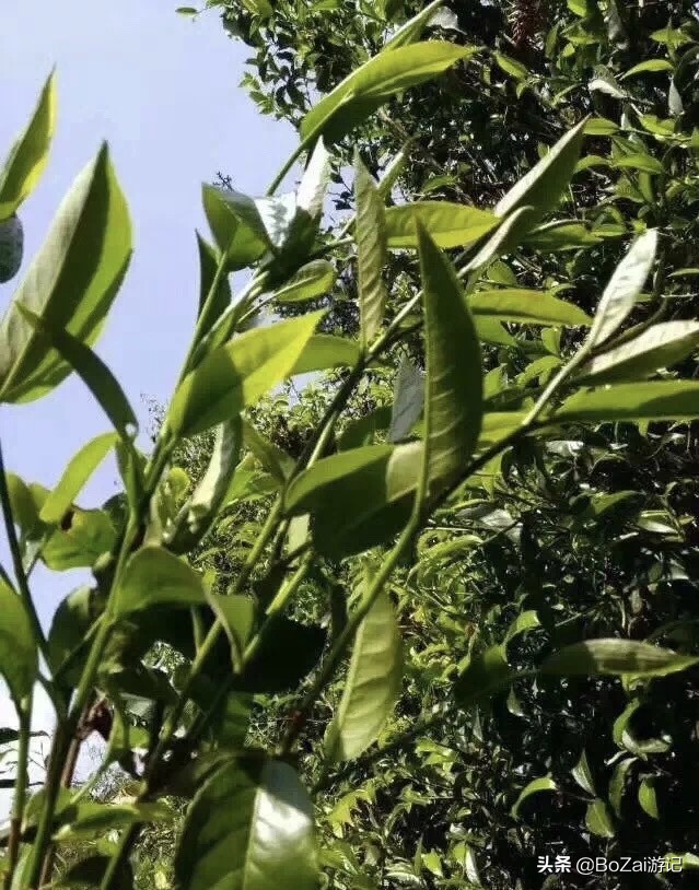 云南西双版纳到文山途经哪些景点,西双版纳适合6-12岁儿童的景点