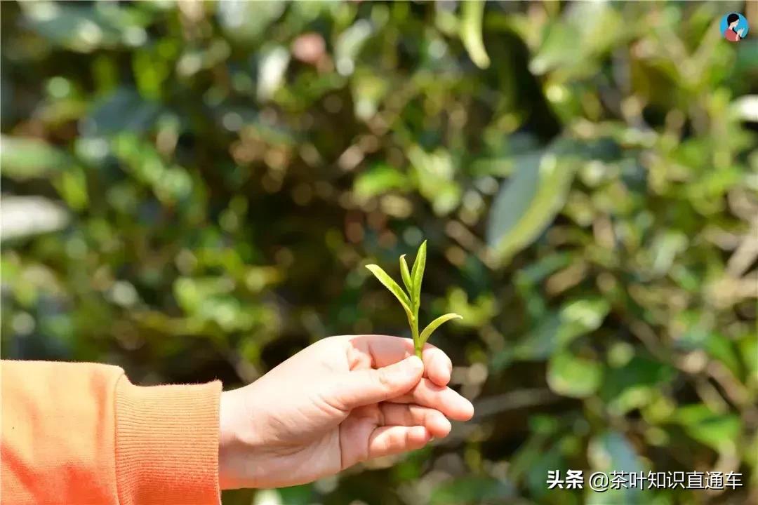 有茶梗的岩茶是劣质茶吗,茶梗很多的茶叫什么茶