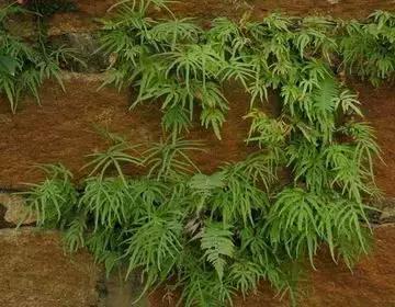 整合——28种青草药,赶快收藏备用!