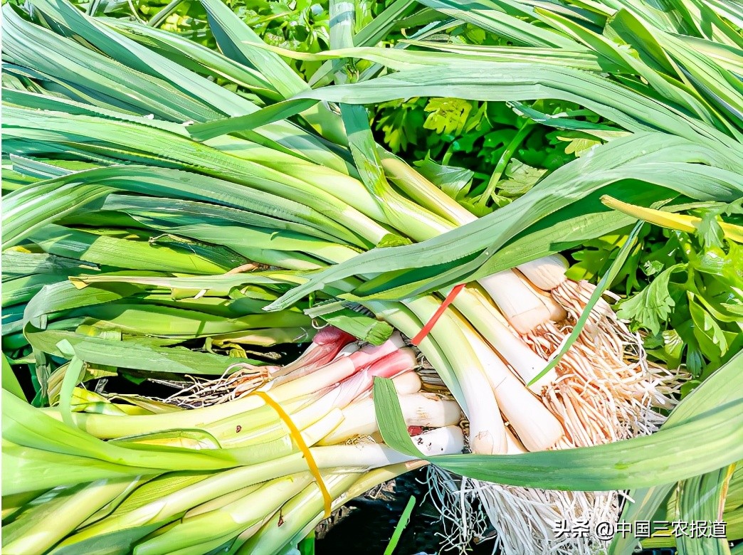 大葱种植技术在哪里学,大葱种植在家