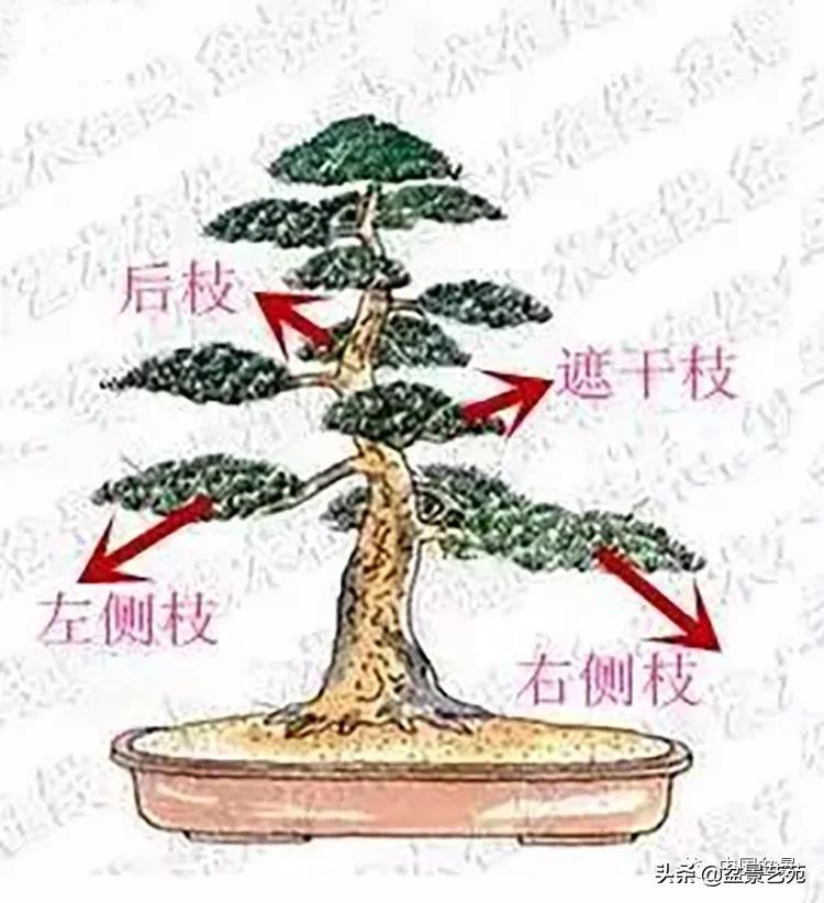 学盆景入门教程书,学习盆景制作视频