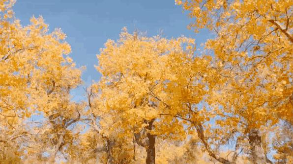 新疆最神秘景区,新疆十大神秘景点介绍视频