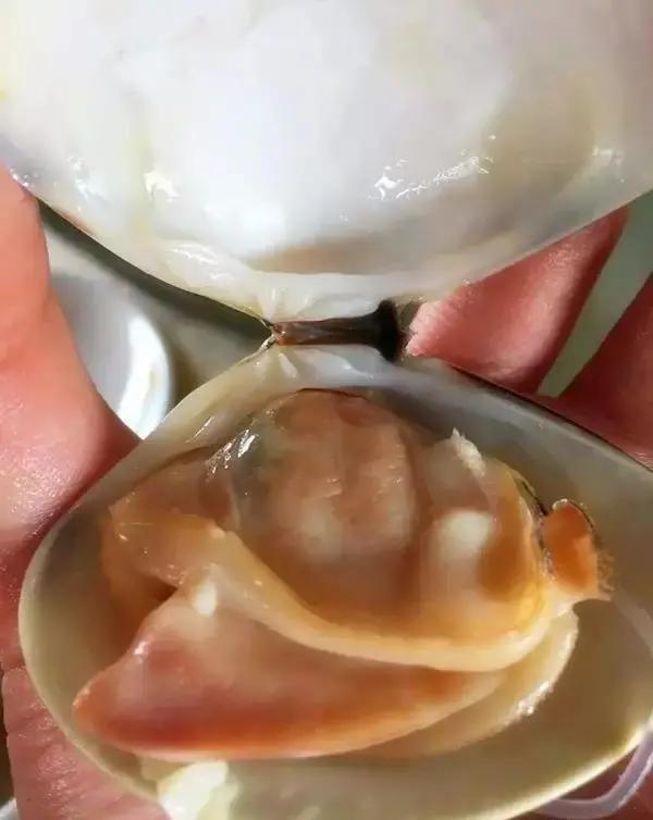 6成人去了这个半岛，都换了微信头像！广东“小希腊”要火了